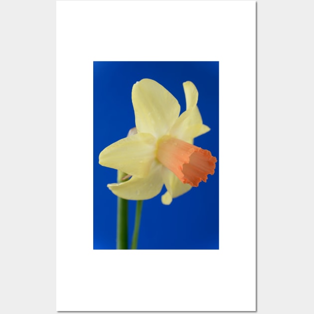 Narcissus  &#39;Prototype&#39;   Division 6 Cyclamineus Daffodil Wall Art by chrisburrows